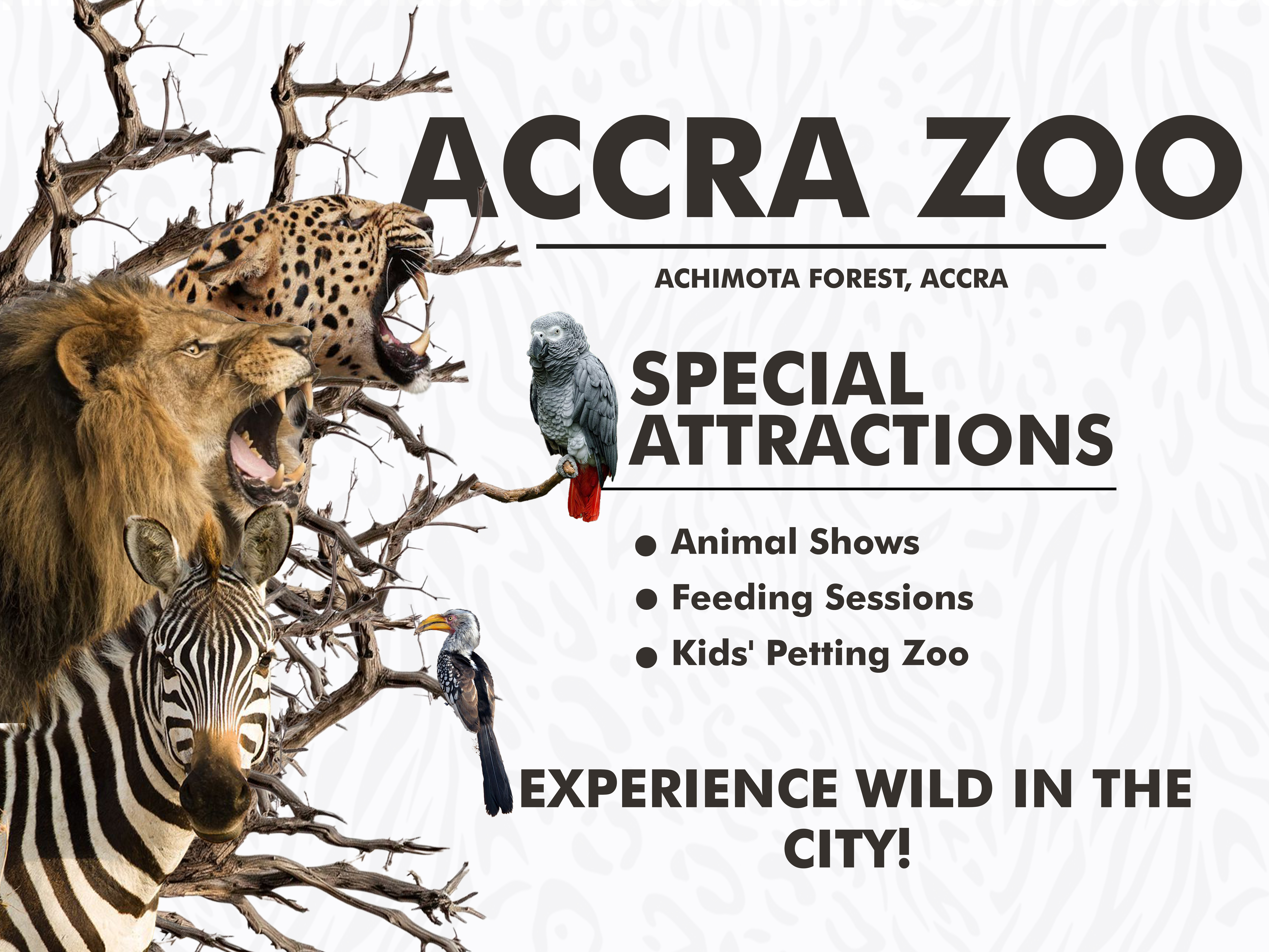 Poster Design made to advertise the Accra Zoo